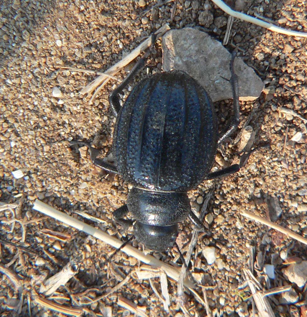 Tenebrionidae:  Pimelia grossa